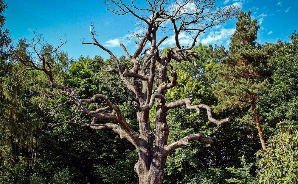 Wilde Wälder im Küstenwald auf Rügen